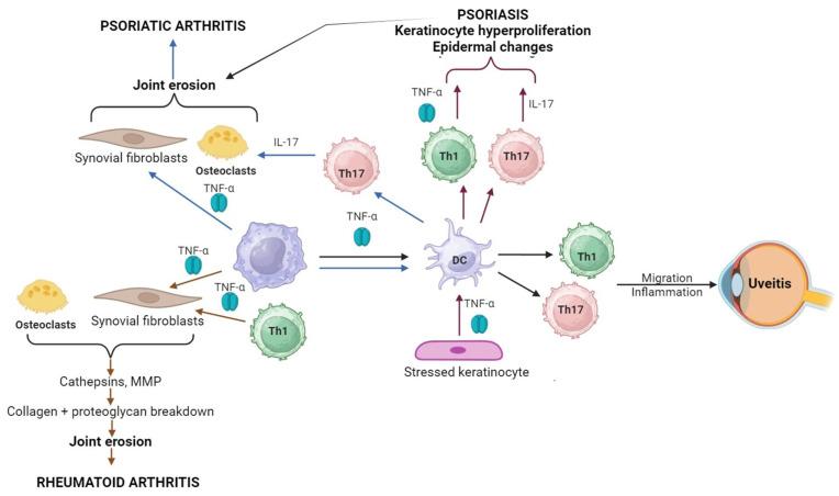 https://cdn.ncbi.nlm.nih.gov/pmc/blobs/422d/11433993/80d1d0cc9411/medicina-60-01409-g006.jpg