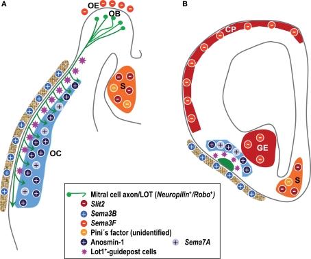 https://cdn.ncbi.nlm.nih.gov/pmc/blobs/422d/2858608/bac75bbf8ac3/fnins-03-052-g003.jpg