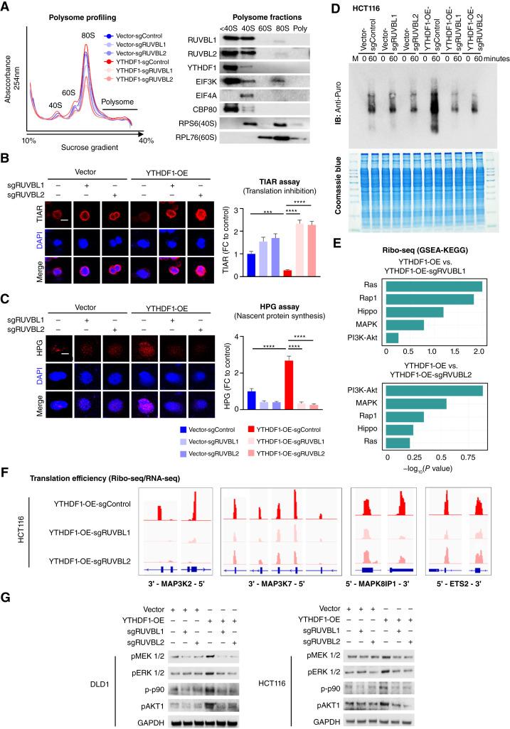 https://cdn.ncbi.nlm.nih.gov/pmc/blobs/422e/11372367/6334b38a7716/can-23-2081_f5.jpg