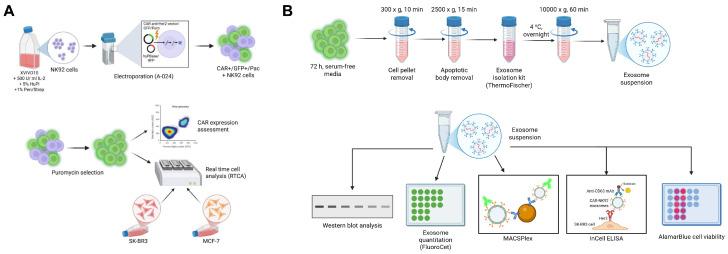 https://cdn.ncbi.nlm.nih.gov/pmc/blobs/4230/12347400/a438637551e9/ijms-26-07648-g013.jpg