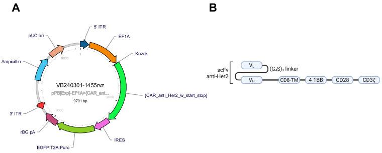 https://cdn.ncbi.nlm.nih.gov/pmc/blobs/4230/12347400/a50fcb201c21/ijms-26-07648-g014.jpg