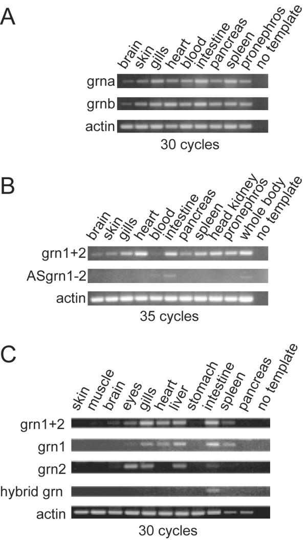 https://cdn.ncbi.nlm.nih.gov/pmc/blobs/4231/1310530/42f3cf61f4f9/1471-2164-6-156-6.jpg