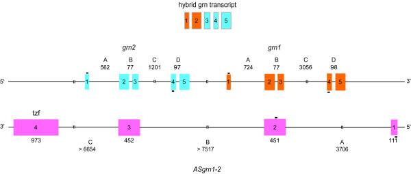 https://cdn.ncbi.nlm.nih.gov/pmc/blobs/4231/1310530/5319493a495a/1471-2164-6-156-3.jpg