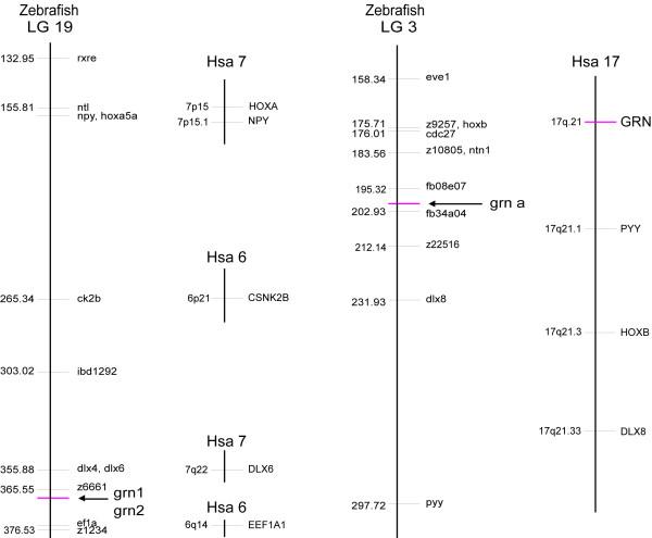https://cdn.ncbi.nlm.nih.gov/pmc/blobs/4231/1310530/f38920983bb4/1471-2164-6-156-5.jpg