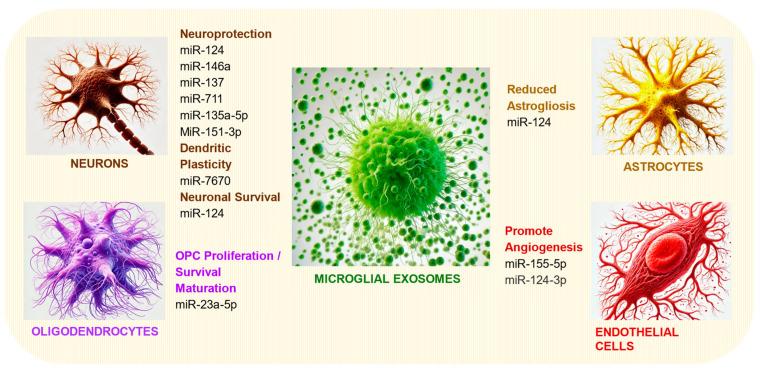 https://cdn.ncbi.nlm.nih.gov/pmc/blobs/4232/11592485/555c702a5a9a/cells-13-01834-g003.jpg