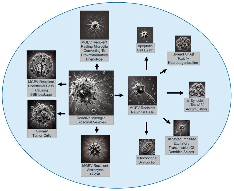 https://cdn.ncbi.nlm.nih.gov/pmc/blobs/4232/11592485/a3983e20a08b/cells-13-01834-g004.jpg