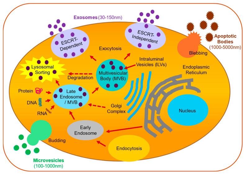 https://cdn.ncbi.nlm.nih.gov/pmc/blobs/4232/11592485/a5665316db32/cells-13-01834-g002.jpg