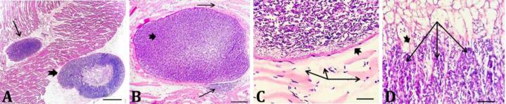 https://cdn.ncbi.nlm.nih.gov/pmc/blobs/4234/10475170/b824335478e5/vrf-14-415-g002.jpg