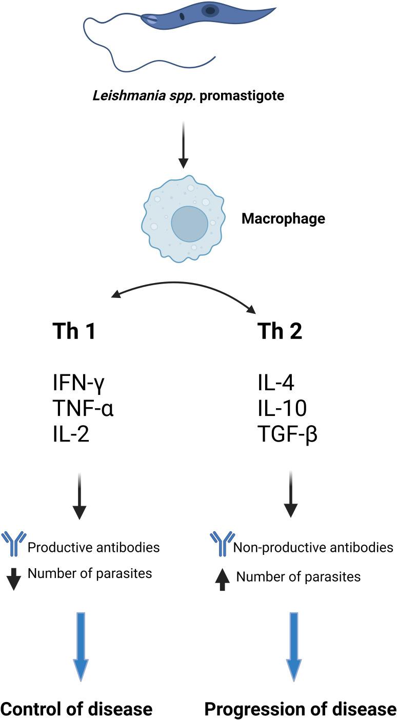 https://cdn.ncbi.nlm.nih.gov/pmc/blobs/4238/10749942/22c2ad34ac89/fcimb-13-1326521-g001.jpg