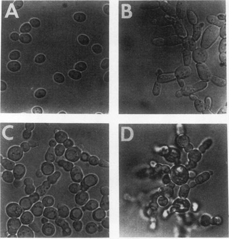 https://cdn.ncbi.nlm.nih.gov/pmc/blobs/4238/360278/7b27ff299dc3/molcellb00021-0458-a.jpg