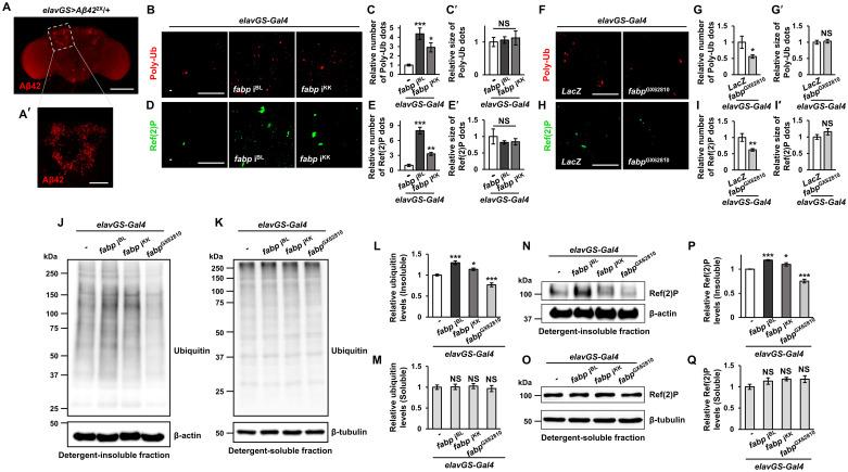 https://cdn.ncbi.nlm.nih.gov/pmc/blobs/423e/11575808/01936b2ee8ac/pgen.1011475.g002.jpg
