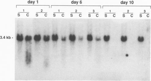 https://cdn.ncbi.nlm.nih.gov/pmc/blobs/4240/241107/0fdd97be4865/jvirol00038-0045-a.jpg
