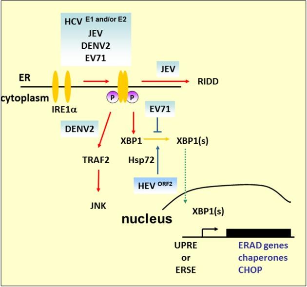 https://cdn.ncbi.nlm.nih.gov/pmc/blobs/4240/4122171/b0ade6d07544/fmicb-05-00388-g0004.jpg