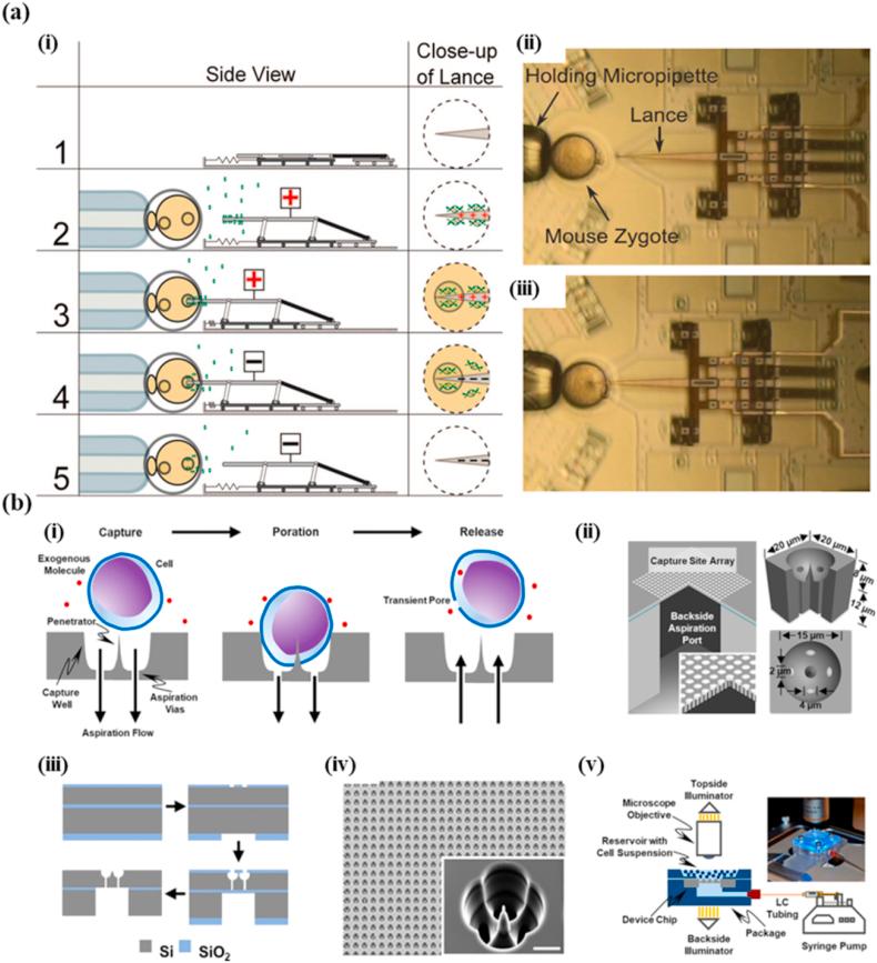 https://cdn.ncbi.nlm.nih.gov/pmc/blobs/4242/8718663/c93e5e4e6f2a/gr3.jpg