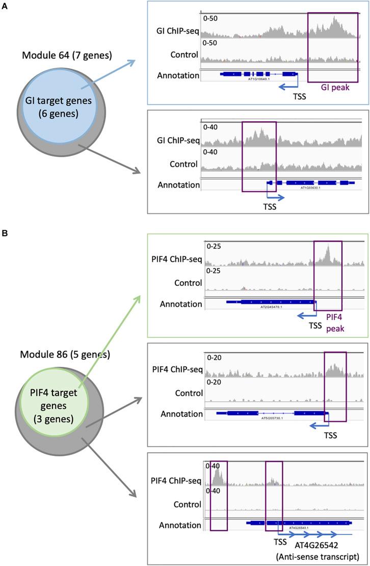https://cdn.ncbi.nlm.nih.gov/pmc/blobs/4243/7770228/16d86142436b/fpls-11-599464-g005.jpg