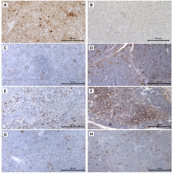 https://cdn.ncbi.nlm.nih.gov/pmc/blobs/4246/3926702/111afa2e13ea/1297-9716-45-14-2.jpg