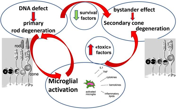 https://cdn.ncbi.nlm.nih.gov/pmc/blobs/424b/6764477/1b2bffa8e814/fj.201900414Rf10.jpg
