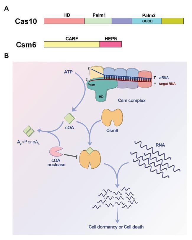https://cdn.ncbi.nlm.nih.gov/pmc/blobs/424b/7854544/aecb2490d845/fmicb-11-602789-g001.jpg