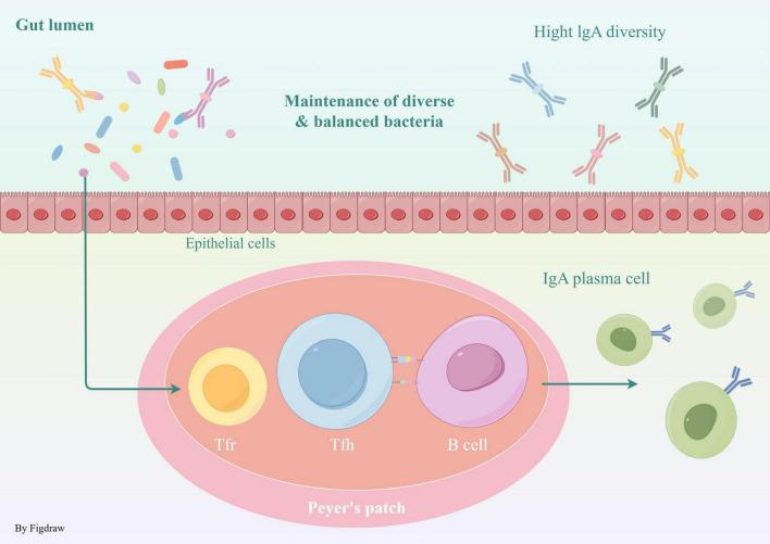 https://cdn.ncbi.nlm.nih.gov/pmc/blobs/424c/11826063/80b13ae0107d/fmicb-16-1515364-g001.jpg