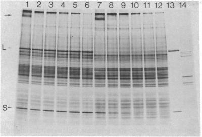 https://cdn.ncbi.nlm.nih.gov/pmc/blobs/424d/393881/e66241add7ea/pnas00635-0224-a.jpg