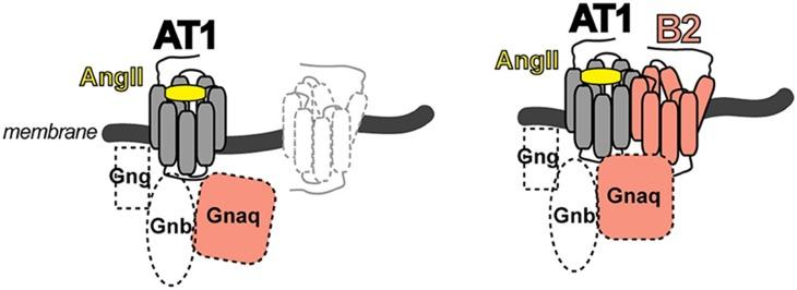 https://cdn.ncbi.nlm.nih.gov/pmc/blobs/424e/6363654/437f6b956f92/fmed-06-00009-g0002.jpg