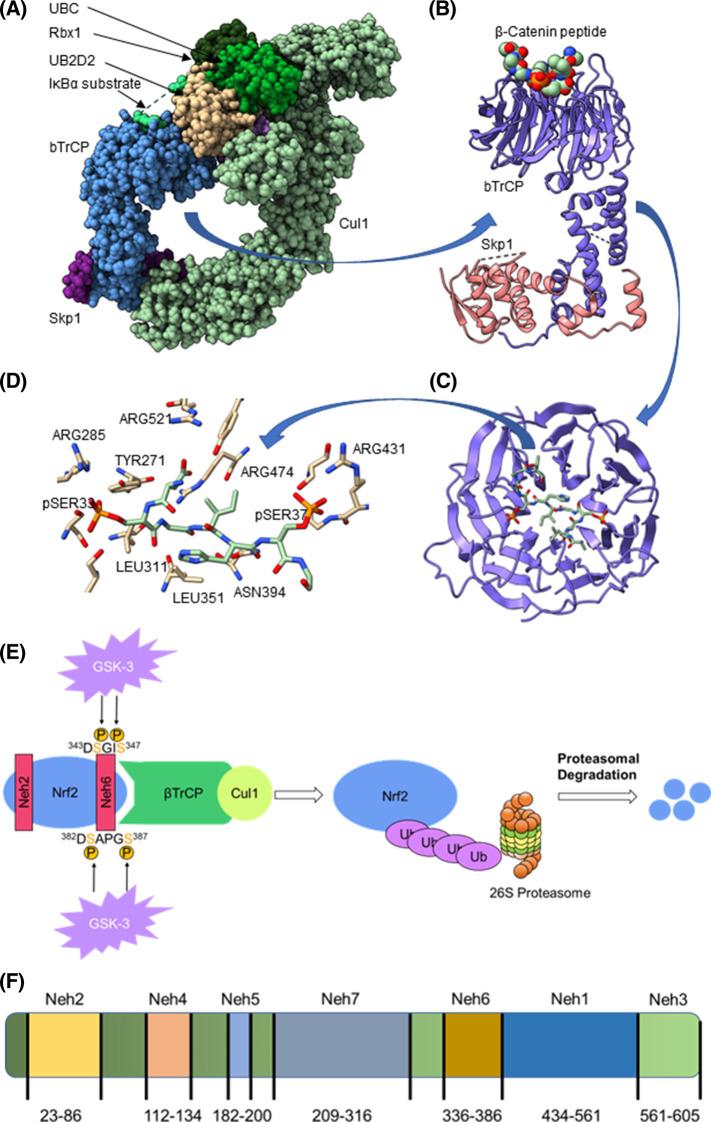 https://cdn.ncbi.nlm.nih.gov/pmc/blobs/424f/10317156/463f24120ac3/BST-51-925-g0001.jpg