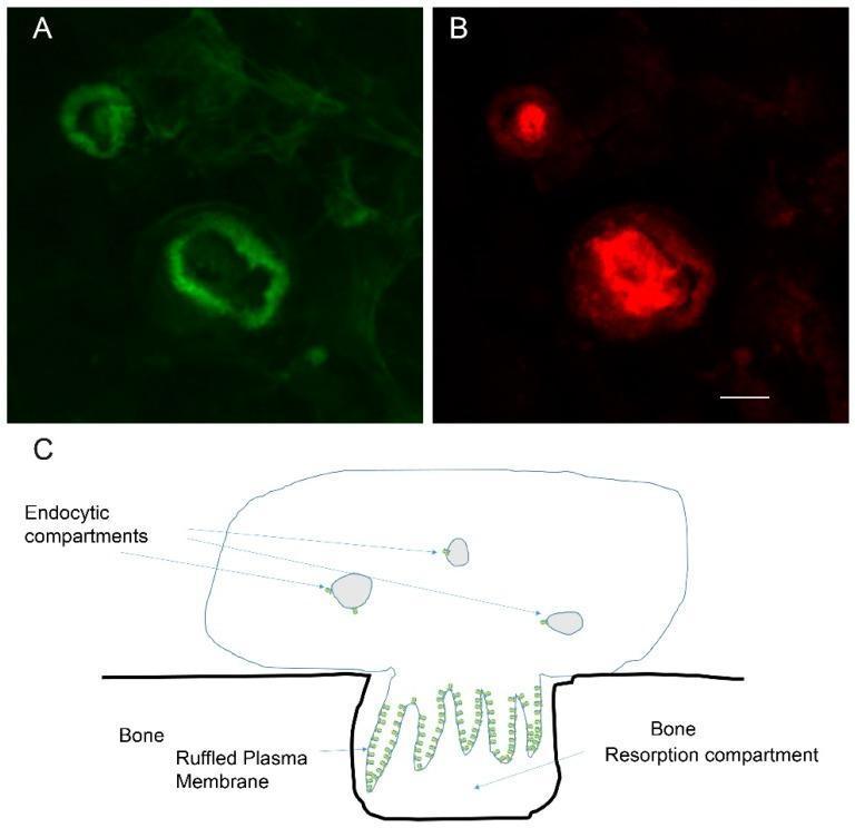 https://cdn.ncbi.nlm.nih.gov/pmc/blobs/4255/6359508/12ee57ff137a/biomolecules-09-00017-g001.jpg