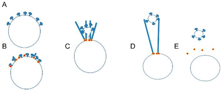 https://cdn.ncbi.nlm.nih.gov/pmc/blobs/4255/6359508/1661b3602f5a/biomolecules-09-00017-g005.jpg