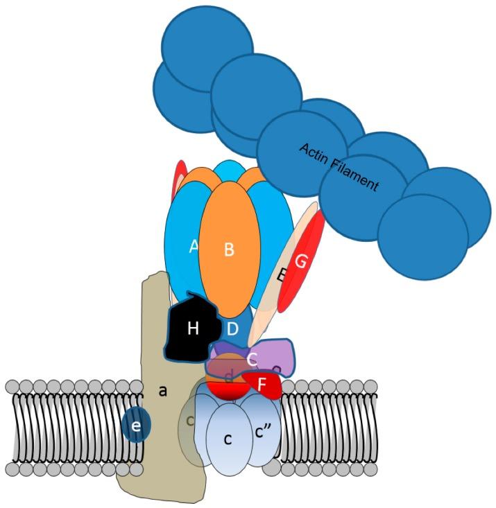 https://cdn.ncbi.nlm.nih.gov/pmc/blobs/4255/6359508/1f9e79ca9202/biomolecules-09-00017-g004.jpg
