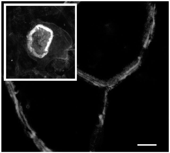 https://cdn.ncbi.nlm.nih.gov/pmc/blobs/4255/6359508/40bfe20bb015/biomolecules-09-00017-g003.jpg