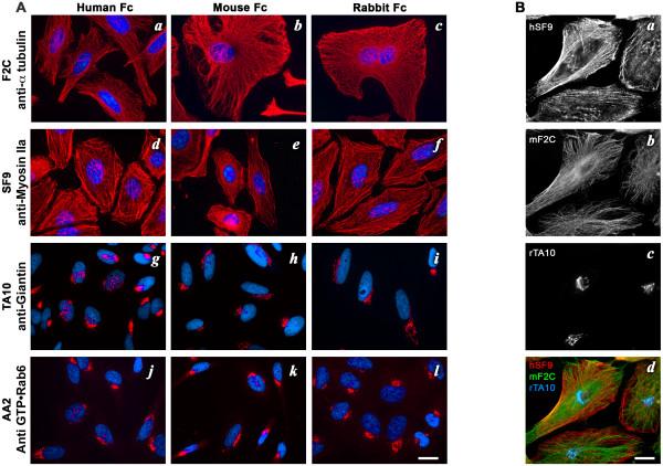 https://cdn.ncbi.nlm.nih.gov/pmc/blobs/4258/2654441/260072a3d976/1472-6750-9-14-3.jpg