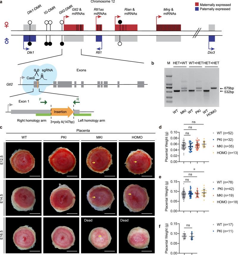 https://cdn.ncbi.nlm.nih.gov/pmc/blobs/4259/10960817/246db42eb009/42003_2024_6038_Fig1_HTML.jpg