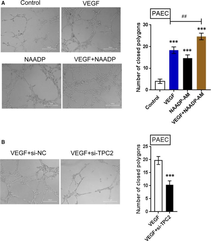 https://cdn.ncbi.nlm.nih.gov/pmc/blobs/4259/8335677/55eaa3823f53/JCMM-25-7485-g006.jpg