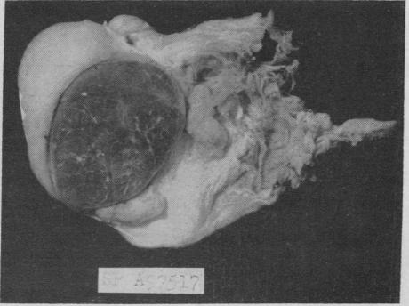 https://cdn.ncbi.nlm.nih.gov/pmc/blobs/425b/293334/d506c0940c56/jcinvest00337-0109-b.jpg