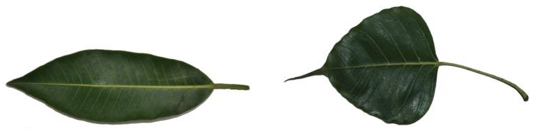 https://cdn.ncbi.nlm.nih.gov/pmc/blobs/425e/7148474/75340832fcc9/biomimetics-05-00008-g011.jpg