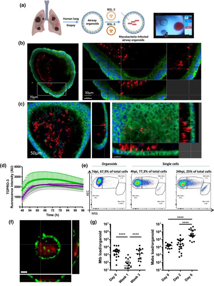 https://cdn.ncbi.nlm.nih.gov/pmc/blobs/425e/9298242/bfcecd8bbfde/MMI-117-682-g001.jpg