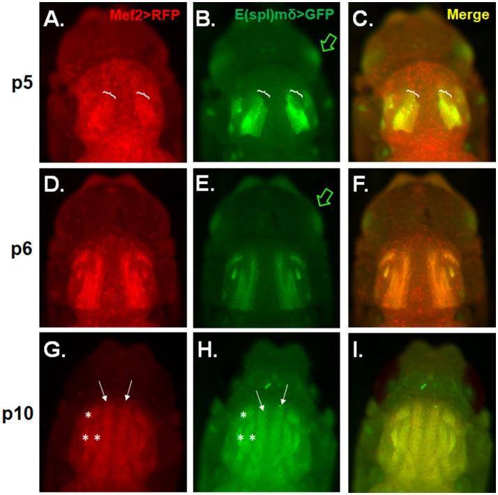 https://cdn.ncbi.nlm.nih.gov/pmc/blobs/425f/5775289/d6454b30241b/fgene-08-00233-g0004.jpg