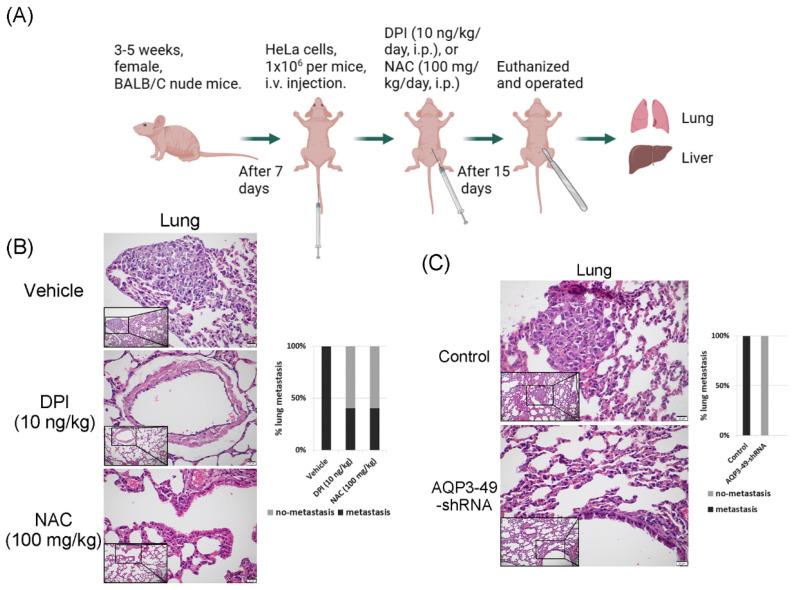 https://cdn.ncbi.nlm.nih.gov/pmc/blobs/4266/10788729/134e6671f13b/jcav15p1124g006.jpg
