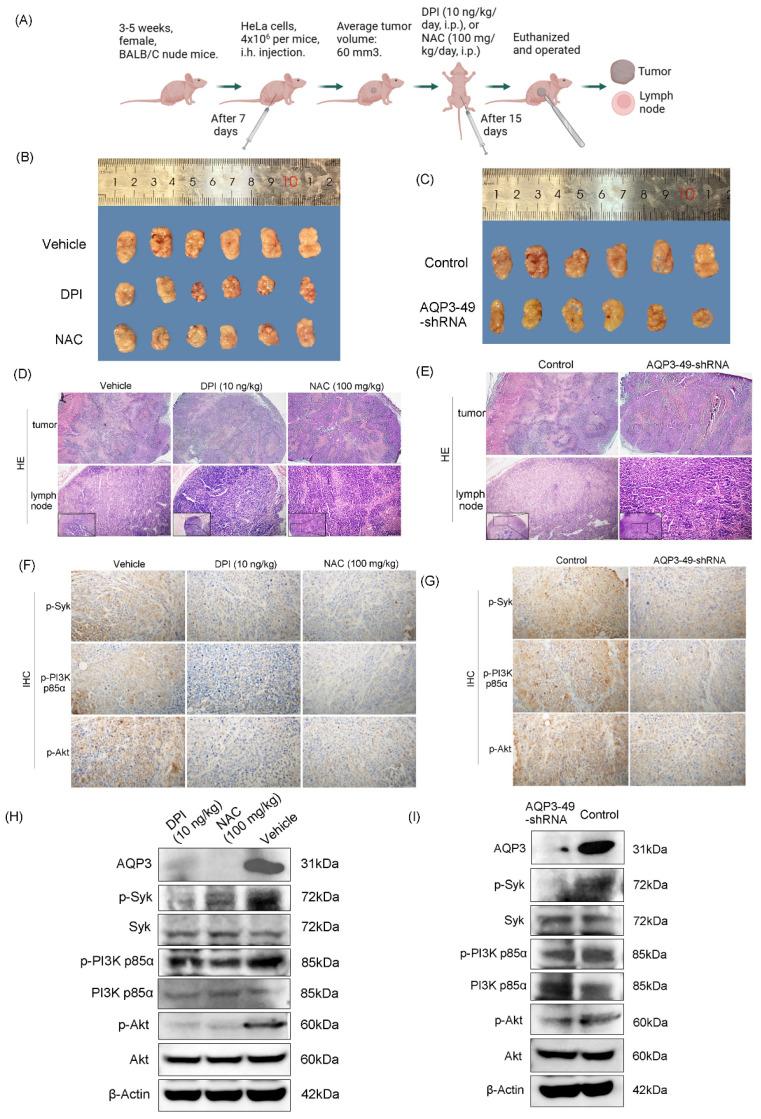 https://cdn.ncbi.nlm.nih.gov/pmc/blobs/4266/10788729/d3aaf1d013f5/jcav15p1124g005.jpg