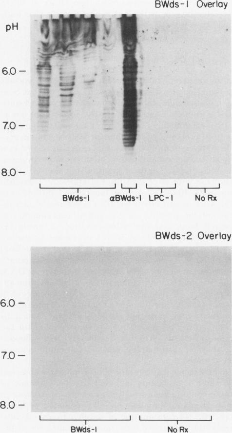 https://cdn.ncbi.nlm.nih.gov/pmc/blobs/4267/370377/b33b9777c256/jcinvest00707-0222-a.jpg