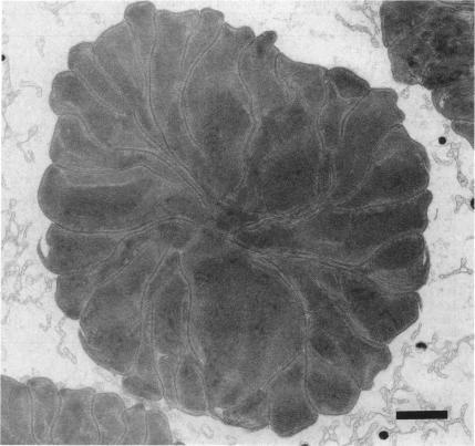 https://cdn.ncbi.nlm.nih.gov/pmc/blobs/4268/1225852/f74e0a5edbef/biophysj00084-0359-a.jpg