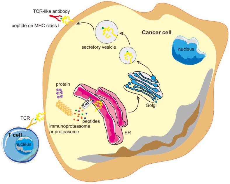 https://cdn.ncbi.nlm.nih.gov/pmc/blobs/4269/6831482/4ca75872447d/thnov09p7792g001.jpg