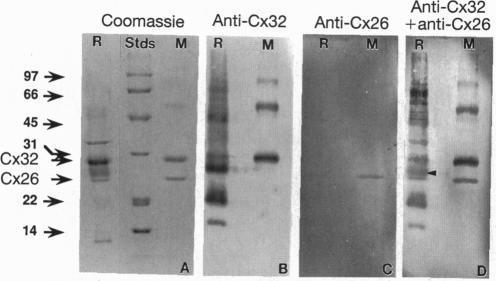 https://cdn.ncbi.nlm.nih.gov/pmc/blobs/426b/40954/63559838af48/pnas01498-0210-a.jpg