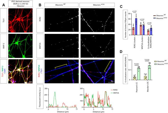 https://cdn.ncbi.nlm.nih.gov/pmc/blobs/426c/11832185/5d5127643beb/joces-138-263526-g5.jpg