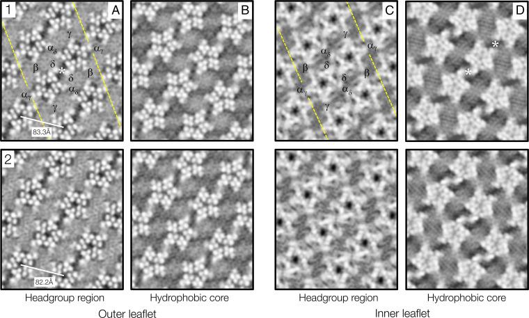 https://cdn.ncbi.nlm.nih.gov/pmc/blobs/426c/9407305/cd01f04ce97a/pnas.2207641119fig02.jpg