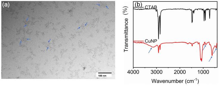https://cdn.ncbi.nlm.nih.gov/pmc/blobs/426f/12025221/78d95685ef5c/biosensors-15-00237-g003.jpg