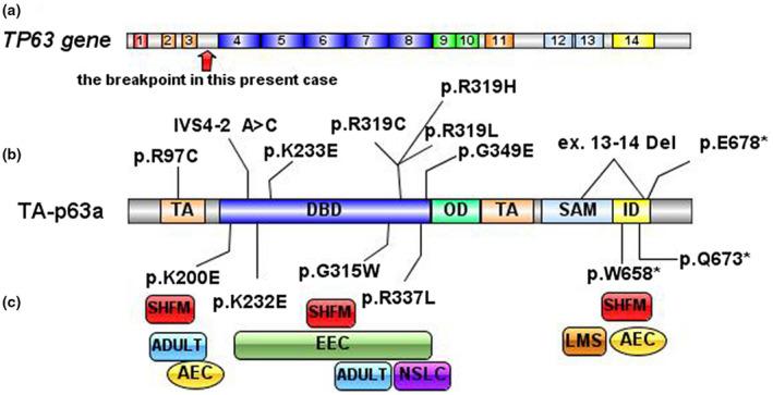https://cdn.ncbi.nlm.nih.gov/pmc/blobs/426f/8104154/b1e33c0acb9a/MGG3-9-e1604-g002.jpg