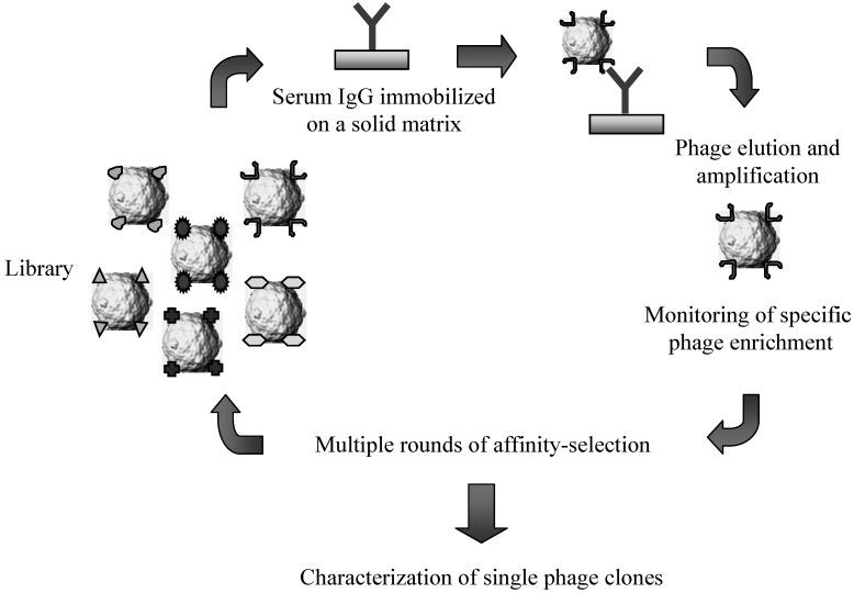 https://cdn.ncbi.nlm.nih.gov/pmc/blobs/4277/6260602/e5d7ba231c8a/molecules-16-03089-g002.jpg