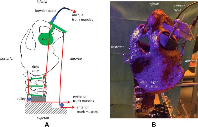 https://cdn.ncbi.nlm.nih.gov/pmc/blobs/427e/11920589/a2a2d018172b/41598_2025_93599_Fig5_HTML.jpg