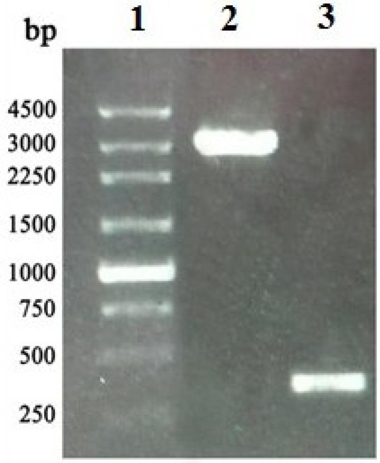 https://cdn.ncbi.nlm.nih.gov/pmc/blobs/427e/3707157/24ae22efc234/marinedrugs-11-01492-g003.jpg